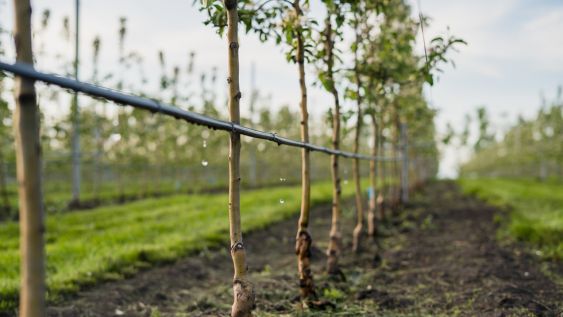 A row of young plants