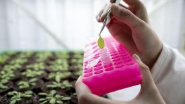 A hand holding a small plant leaf with tweezers over a laboratory sample plate in a greenhouse with several small plants in the background