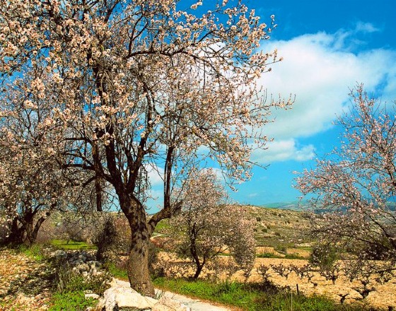 Mandelblüte auf Mallorca erleben