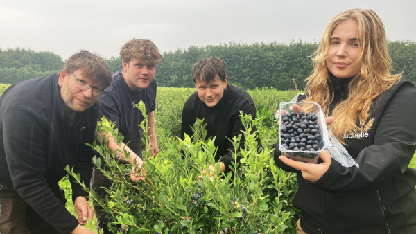 Blaubeeren-Sommer: Selbstpflücken täglich und Lieferservice auf Zuruf